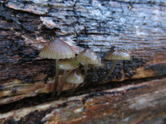 Mycena nargan