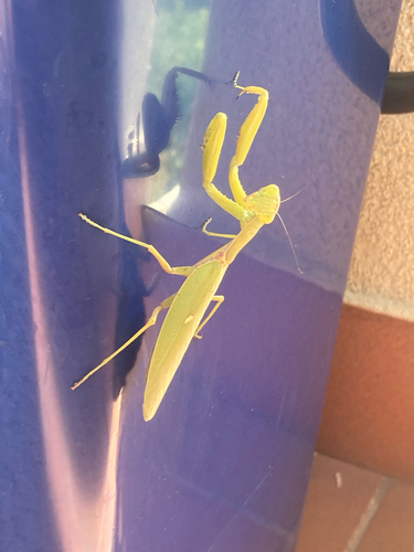 Transcaucasian Giant Mantis