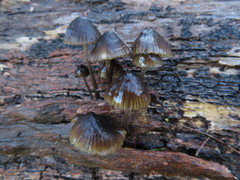 Mycena nargan