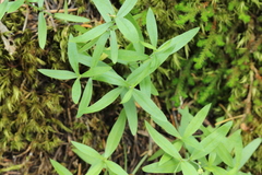Moehringia macrophylla