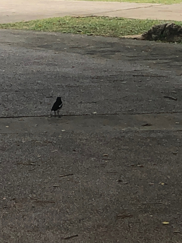Oriental Magpie-Robin