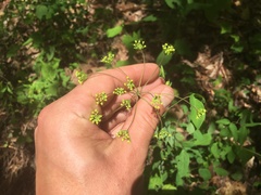 Taenidia integerrima