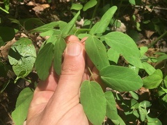Taenidia integerrima