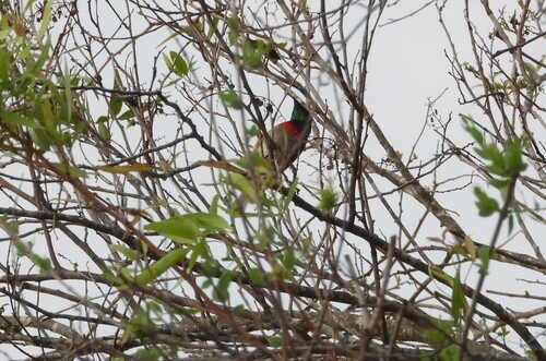 iNaturalist image