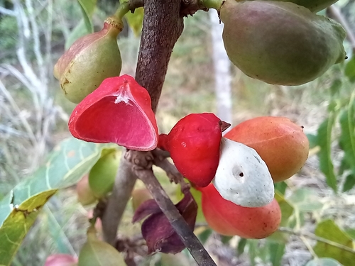 Protium heptaphyllum, 2026-10-01