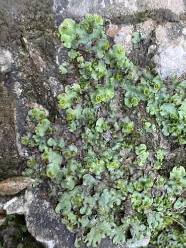 Marchantia paleacea observed 2026-10-02