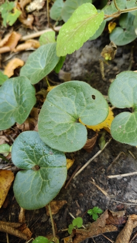Asarabacca