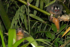 Aotus nigriceps