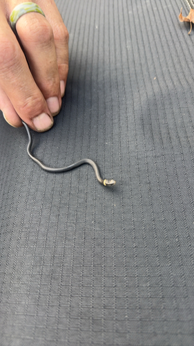 Ring-necked Snake