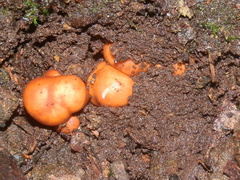 Zelleromyces