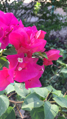 Bougainvillea