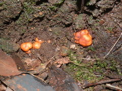 Zelleromyces