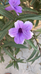 Ruellia simplex