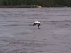 Pelecanus erythrorhynchos