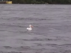 Pelecanus erythrorhynchos