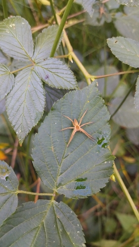 European Nursery Web spider