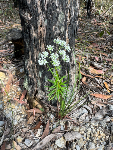 Poranthera corymbosa, 2026-10-01