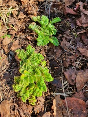 Cirsium kamtschaticum