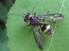 Trigonalidae