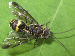 Trigonalidae