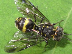 Trigonalidae