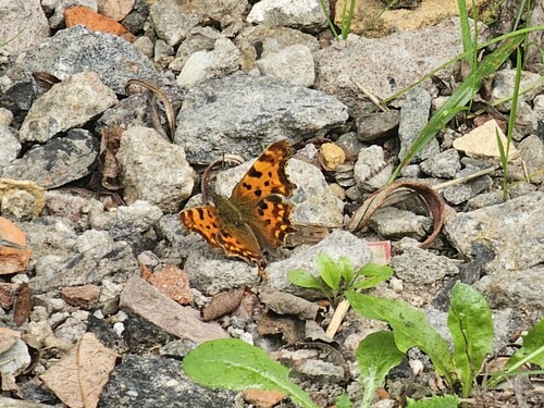 European Comma
