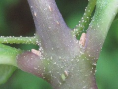 Callicarpa dichotoma