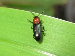 Anadastus atriceps