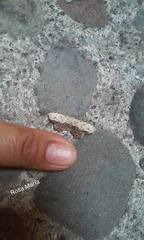 Schidax squamaria