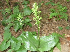 Liparis campylostalix