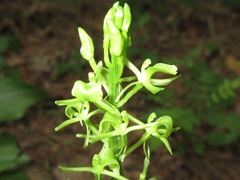 Liparis campylostalix