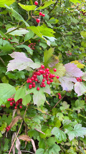 guelder-rose