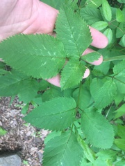 Ligusticum canadense