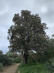 Banksia integrifolia