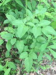 Ligusticum canadense