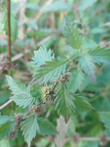 European water-horehound