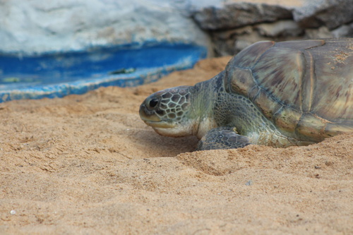 Green Sea Turtle