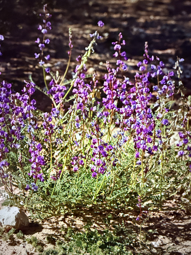 Swainsona microphylla, 2026-10-02