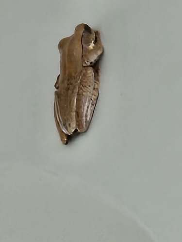 Chunam Tree Frog