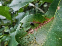 Brachys ovatus