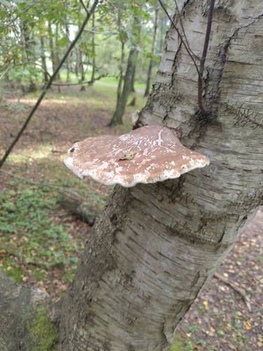 birch polypore