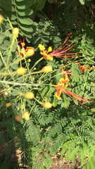 Caesalpinia pulcherrima