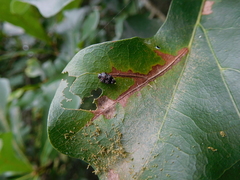 Brachys ovatus