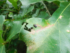 Brachys ovatus