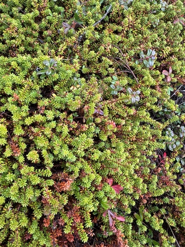 black crowberry