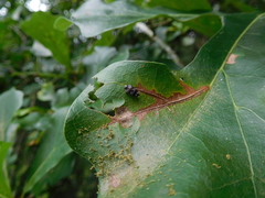 Brachys ovatus