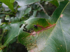 Brachys ovatus