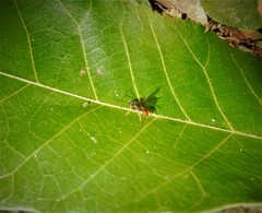 Poneracantha triangularis