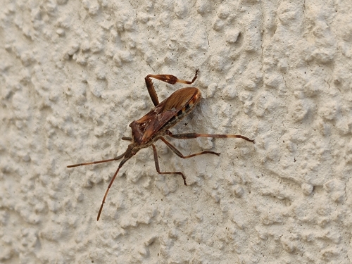 Western Conifer Seed Bug