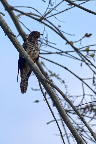 Red-chested Cuckoo